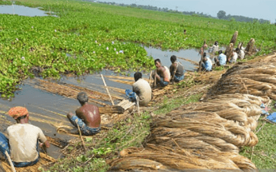 কাঁচা পাট রফতানির কথা ভাবছে সরকার
