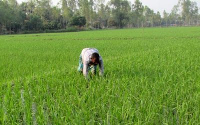 সবুজের ঢেউয়ে দোলে কৃষকের স্বপ্ন