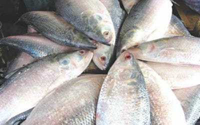 ইলিশের বাজারে বৈশাখী হাওয়া