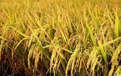 একশ দিনের ধান চাষে মুনাফা ১০০ কোটি টাকা!