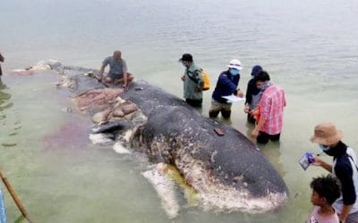 তিমির পেটে ৪০ কেজি প্লাস্টিক