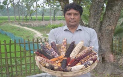 পার্পল ভুট্টার গবেষণামূলক চাষ
