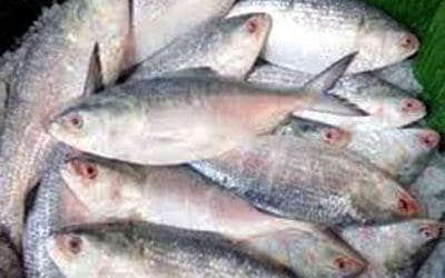 ইলিশের বাজারে বৈশাখী হাওয়া