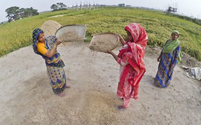 ১০ লাখ টন চাল রফতানির চিন্তা করছে সরকার: কৃষিমন্ত্রী