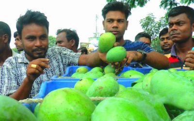 ঝুড়িতে নেমেছে গুটি আম দাম বেশি