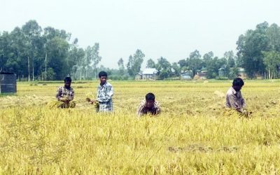 ঈদ আনন্দ নেই টাঙ্গাইলে কৃষকদের ঘরে