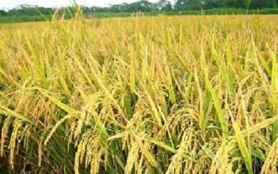 সরকারি ভর্তুকিতে প্রথমবারের মতো চালু হচ্ছে শস্যবীমা