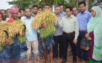 বরিশালে বিনা ধানের বাম্পার ফলন