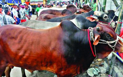 হাটে ভিড় বেড়েছে ক্রেতার : বিক্রি জমজমাট