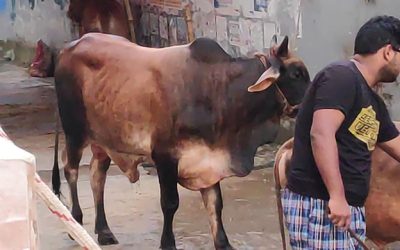 ঈদের নামাজ শেষে পশু কোরবানিতে ব্যস্ত নগরবাসী