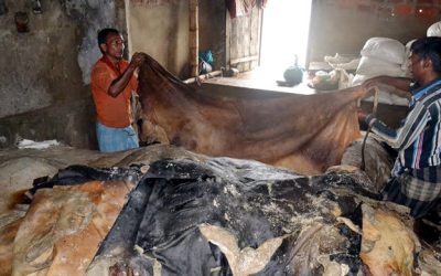 চামড়া কিনতে ৬০৫ কোটি টাকা ঋণ দেবে রাষ্ট্রায়ত্ত ব্যাংক
