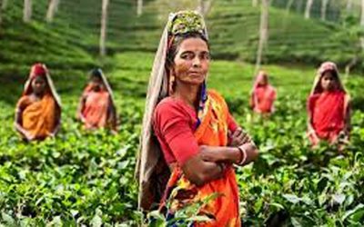 ‘চা বাগানে যত শ্রমিক আছেন তারা সুন্দর ঘর পাবেন’