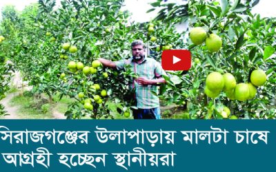 সিরাজগঞ্জের উল্লাপাড়ায় মালটা চাষে আগ্রহী হচ্ছেন স্থানীয়রা