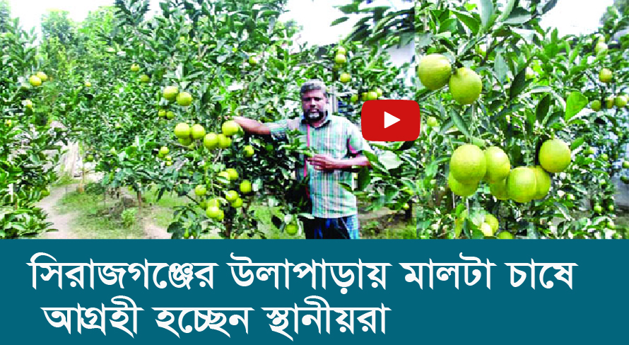 সিরাজগঞ্জের উল্লাপাড়ায় মালটা চাষে আগ্রহী হচ্ছেন স্থানীয়রা