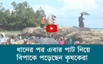ধানের পর এবার পাট নিয়ে বিপাকে পড়েছেন কৃষকেরা