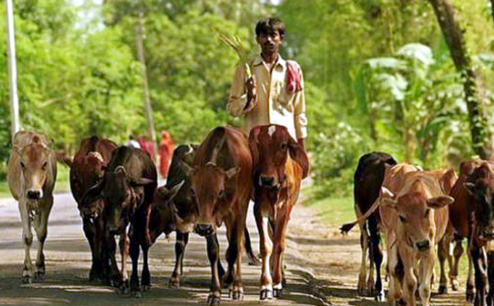 গবাদিপশুর সুরক্ষায় আসছে প্রাণী বীমা