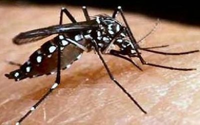 ডেঙ্গুর প্রকোপ থাকবে অক্টোবর পর্যন্ত