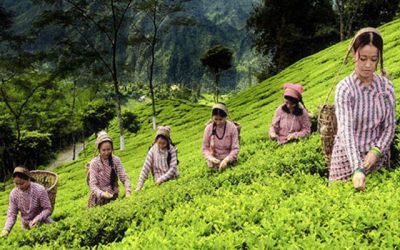 বিশ্বে চা উৎপাদনে বাংলাদেশের রেকর্ড