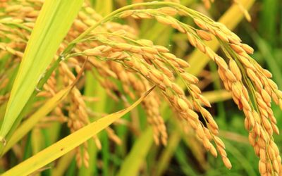 ভিটামিন ‘এ’ সমৃদ্ধ গোল্ডেন রাইস আসছে