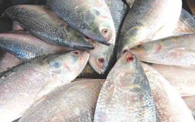 ভারতে ১ হাজার ২০০ টন  ইলিশ রফতানির সিদ্ধান্ত