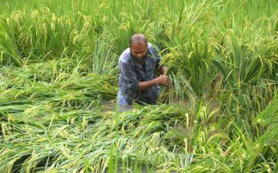 দু’দিনের বৃষ্টিতে বগুড়ায় রোপা আমনের ক্ষতির আশঙ্কা