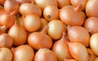 আমদানি করা পেঁয়াজের কেজি ২০ টাকা