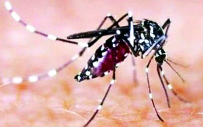 এডিসের পর এবার কিউলেক্স