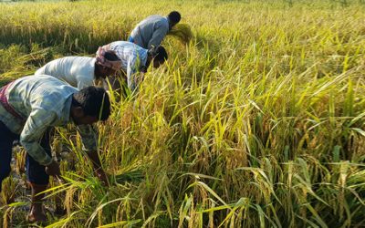 বিনাধান-১৬ উৎপাদনে রেকর্ড