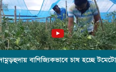 চুয়াডাঙ্গার দামুড়হুদায় বাণিজ্যিকভাবে টমেটো চাষ করছেন কৃষকরা।