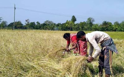 খুলনার মাঠে মাঠে ধান কাটার উৎসব