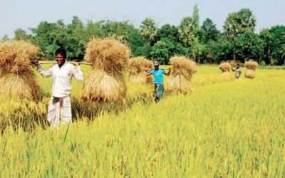 প্রতিবছর ক্ষতি হয় ৭৮ লাখ টন ফসল