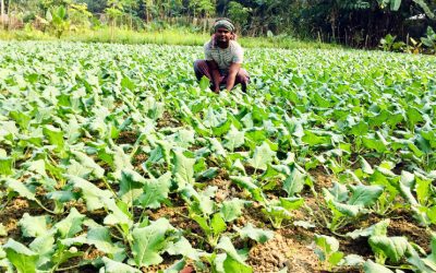 শীতকালীন সবজিতে কৃষকের মুখে হাসি