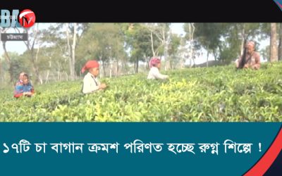১৭টি চা বাগান ক্রমশ পরিণত হচ্ছে রুগ্ন শিল্পে !