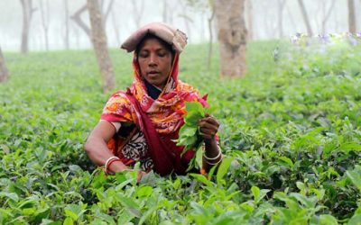 ৯ কোটি ৬০ লাখ কেজি চা উৎপাদন করে রেকর্ড