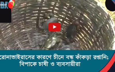 করোনাভাইরাসের কারণে চীনে বন্ধ কাঁকড়া রপ্তানি; বিপাকে চাষী ও ব্যবসায়ীরা