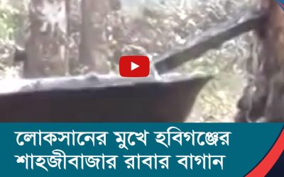লোকসানের মুখে হবিগঞ্জের শাহজীবাজার রাবার বাগান