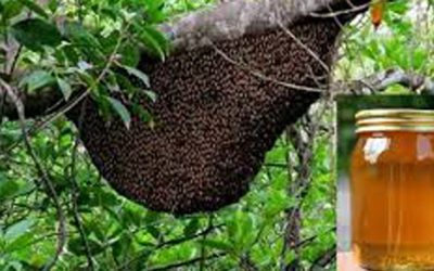 চারশ মেট্রিক টন মধু রফতানির অর্ডার পেলো বাংলাদেশ