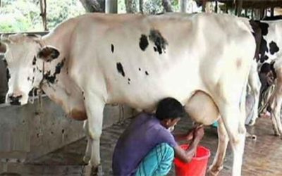 দেশে ৫০ শতাংশ দুগ্ধ খামার বন্ধের আশঙ্কা