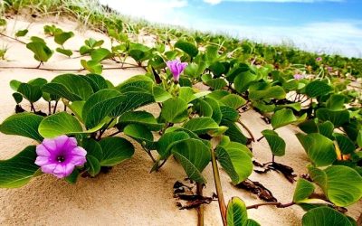 মনুষ্যহীন সমুদ্র ফিরে পেয়েছে প্রাণ !