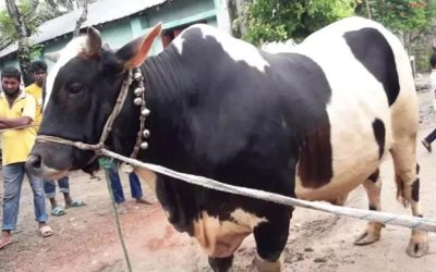 সাড়ে তিন লাখের গরু এখন আড়াই লাখ টাকা