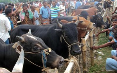 শেষ মুহূর্তের আশায় খামারি-ব্যাপারীরা