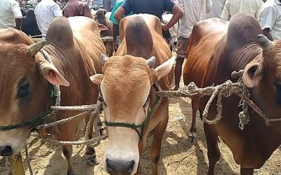 পশু ব্যবসায়ী-খামারিরা এবার লাভ নয়, চালান চান