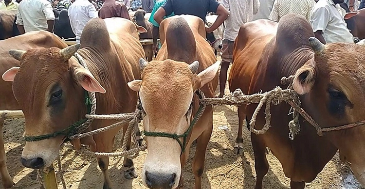 পশু ব্যবসায়ী-খামারিরা এবার লাভ নয়, চালান চান