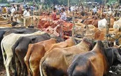 গরু বিক্রি করতে না পারলে ক্ষতিগ্রস্ত হবে খামারিরা