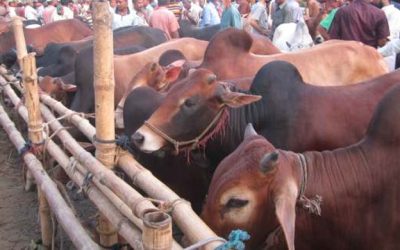 চ্যালেঞ্জ নিয়েই রাজধানীতে বসছে ১৭ পশুর হাট