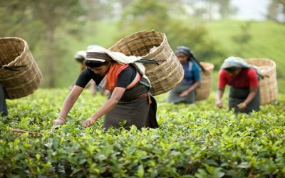 বিক্রি কমায় চায়ের মূল্য কমেছে ৪৭ শতাংশ