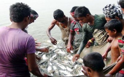 মাছ উৎপাদনের রেকর্ডে বাংলাদেশ