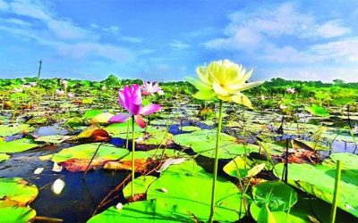 বিশ্বের প্রথম হলুদ পদ্ম বাংলাদেশে