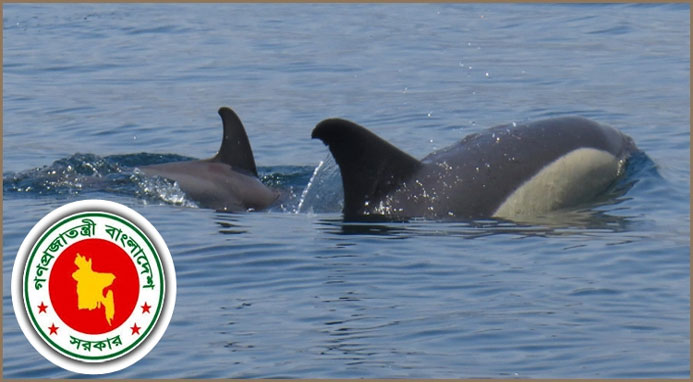 ডলফিন সংরক্ষণে সফলতার সঙ্গে কাজ করছে সরকার