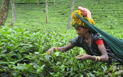 অক্টোবর পর্যন্ত চা উৎপাদন হয়েছে ৬৮ মিলিয়ন কেজি